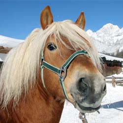 Pferdezucht in Ramsau am Dachstein