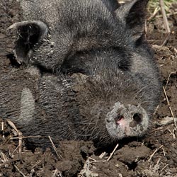 Schweine in Ramsau am Dachstein